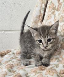 Shelter Stray Female Cat last seen CYPRESS AVE & TULIP CT, FONTANA, CA, 92335, USA, 333 Chandler Pl, San Bernardino, CA 92408, USA