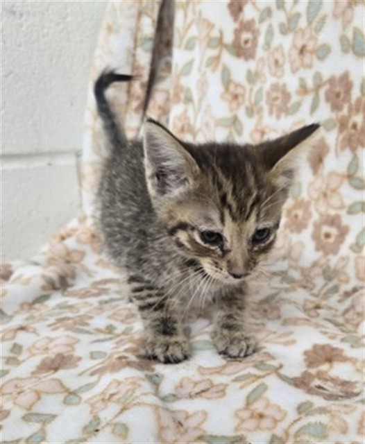 Shelter Stray Female Cat last seen CYPRESS AVE & TULIP CT, FONTANA, CA, 92335, USA, 333 Chandler Pl, San Bernardino, CA 92408, USA