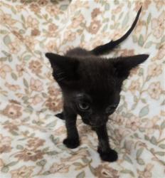 Shelter Stray Female Cat last seen CYPRESS AVE & TULIP CT, FONTANA, CA, 92335, USA, 333 Chandler Pl, San Bernardino, CA 92408, USA