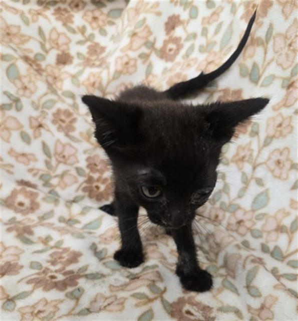 Shelter Stray Female Cat last seen CYPRESS AVE & TULIP CT, FONTANA, CA, 92335, USA, 333 Chandler Pl, San Bernardino, CA 92408, USA