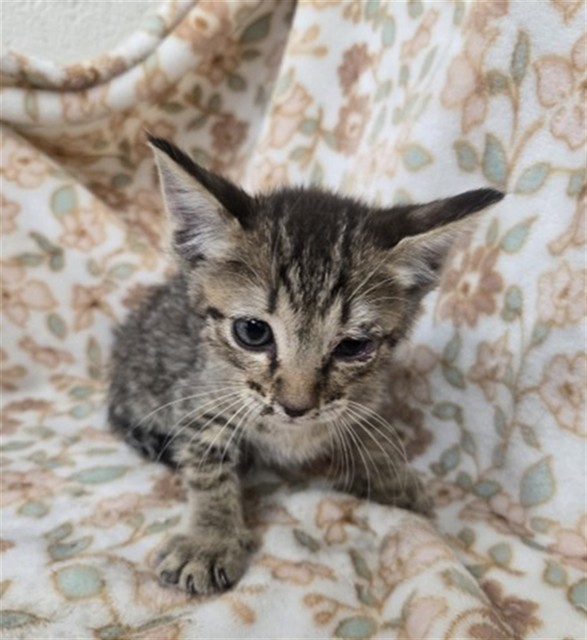 Shelter Stray Male Cat last seen CYPRESS AVE & TULIP CT, FONTANA, CA, 92335, USA, 333 Chandler Pl, San Bernardino, CA 92408, USA