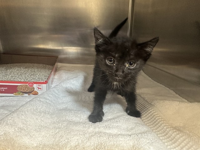 Shelter Stray Male Cat last seen CULVER DR/WALNUT AVE, 92604, 6443 Oak Canyon, Irvine, CA 92618, USA