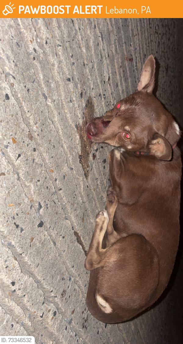Found/Stray Unknown Dog last seen North 10th street, Lebanon, PA 17046