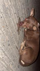 Found/Stray Unknown Dog last seen North 10th street, Lebanon, PA 17046