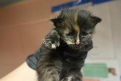 Shelter Stray Female Cat last seen Near BLOCK FIRST ST, 127 Humane Ln, Columbia, SC 29201, USA