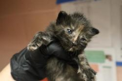 Shelter Stray Female Cat last seen Near BLOCK FIRST ST, 127 Humane Ln, Columbia, SC 29201, USA