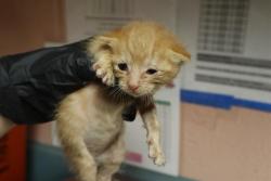 Shelter Stray Male Cat last seen Near BLOCK FIRST ST, 127 Humane Ln, Columbia, SC 29201, USA