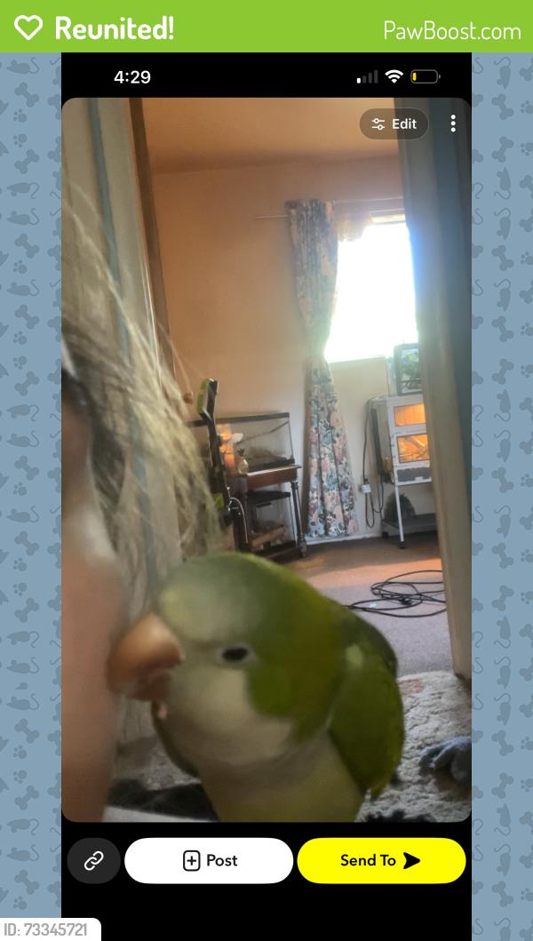 Reunited Male Bird last seen Webster and elm ridge, Flint, MI 48505