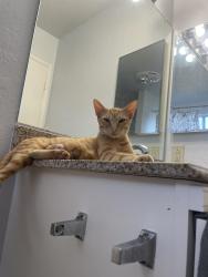 Lost Female Cat last seen Near oak dr, Vista, CA 92084