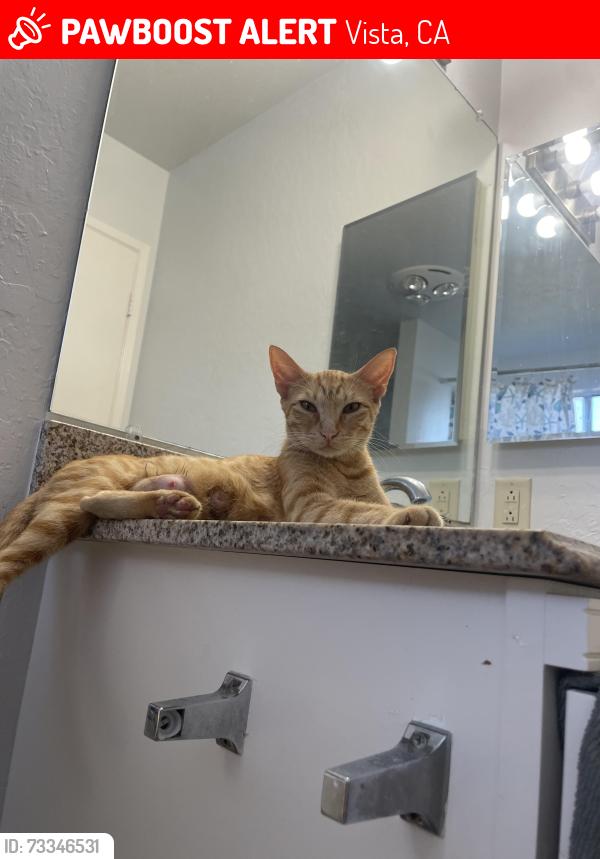 Lost Female Cat last seen Near oak dr, Vista, CA 92084