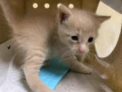 Shelter Stray Male Cat last seen COLLINGWOOD ST & EDDYLEE WAY, 2127 Front St, Sacramento, CA 95818, USA
