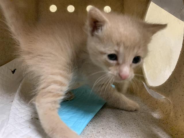 Shelter Stray Male Cat last seen COLLINGWOOD ST & EDDYLEE WAY, 2127 Front St, Sacramento, CA 95818, USA