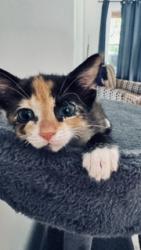 Shelter Stray Female Cat last seen CORNELIUS, 8315 Byrum Dr, Charlotte, NC 28217, USA