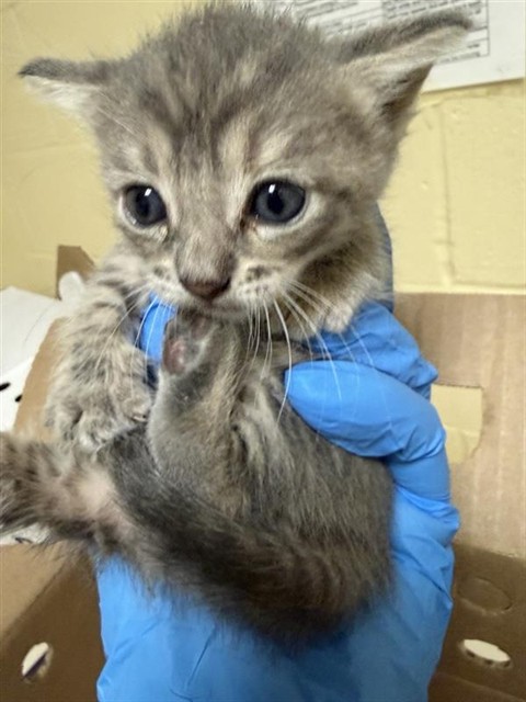 Shelter Stray Female Cat last seen W BAY LN & COBBLE SHORES DR, 2127 Front St, Sacramento, CA 95818, USA