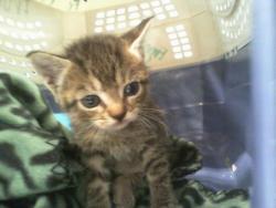 Shelter Stray Female Cat last seen CHARLOTTE, 8315 Byrum Dr, Charlotte, NC 28217, USA