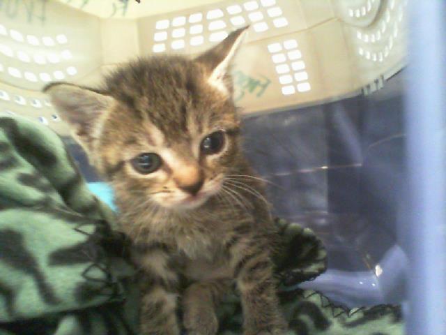Shelter Stray Female Cat last seen CHARLOTTE, 8315 Byrum Dr, Charlotte, NC 28217, USA