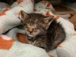 Shelter Stray Male Cat last seen ARROWROCK RD & MABEL ST, 2127 Front St, Sacramento, CA 95818, USA