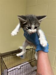Shelter Stray Male Cat last seen SELMA ST & GLENROSE AVE, 2127 Front St, Sacramento, CA 95818, USA