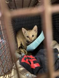 Shelter Stray Female Cat last seen CENTER PKWY & MACK RD, 2127 Front St, Sacramento, CA 95818, USA