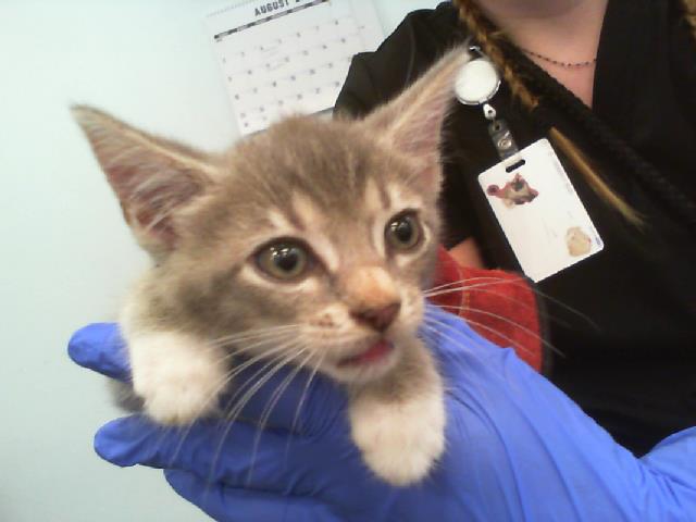 Shelter Stray Female Cat last seen CHARLOTTE, 8315 Byrum Dr, Charlotte, NC 28217, USA
