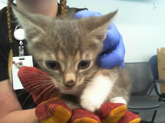 Shelter Stray Male Cat last seen CHARLOTTE, 8315 Byrum Dr, Charlotte, NC 28217, USA