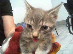 Shelter Stray Female Cat last seen CHARLOTTE, 8315 Byrum Dr, Charlotte, NC 28217, USA