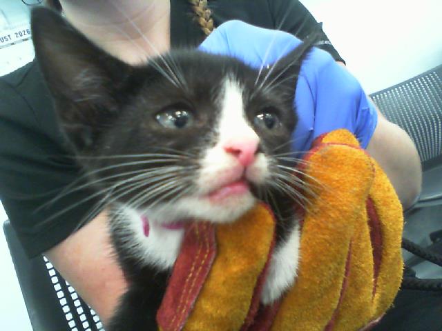 Shelter Stray Female Cat last seen CHARLOTTE, 8315 Byrum Dr, Charlotte, NC 28217, USA