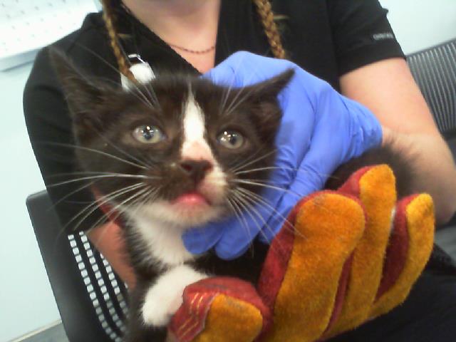 Shelter Stray Male Cat last seen CHARLOTTE, 8315 Byrum Dr, Charlotte, NC 28217, USA