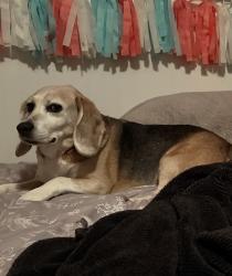 Reunited Male Dog last seen 132nd and golden given, Parkland, WA 98445
