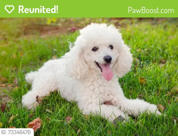 Reunited Female Dog last seen Allard and Busey, Eureka, CA 95503