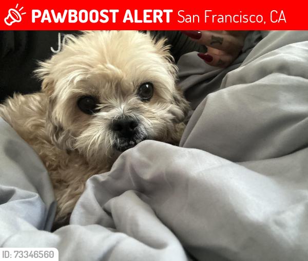 Lost Male Dog last seen Bernal Heights, San Francisco, CA 94110