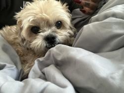Lost Male Dog last seen Bernal Heights, San Francisco, CA 94110
