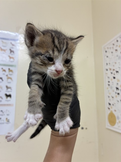Shelter Stray Male Cat last seen 10TH ST / G ST, 1950 Stevenson Blvd, Fremont, CA 94538, USA