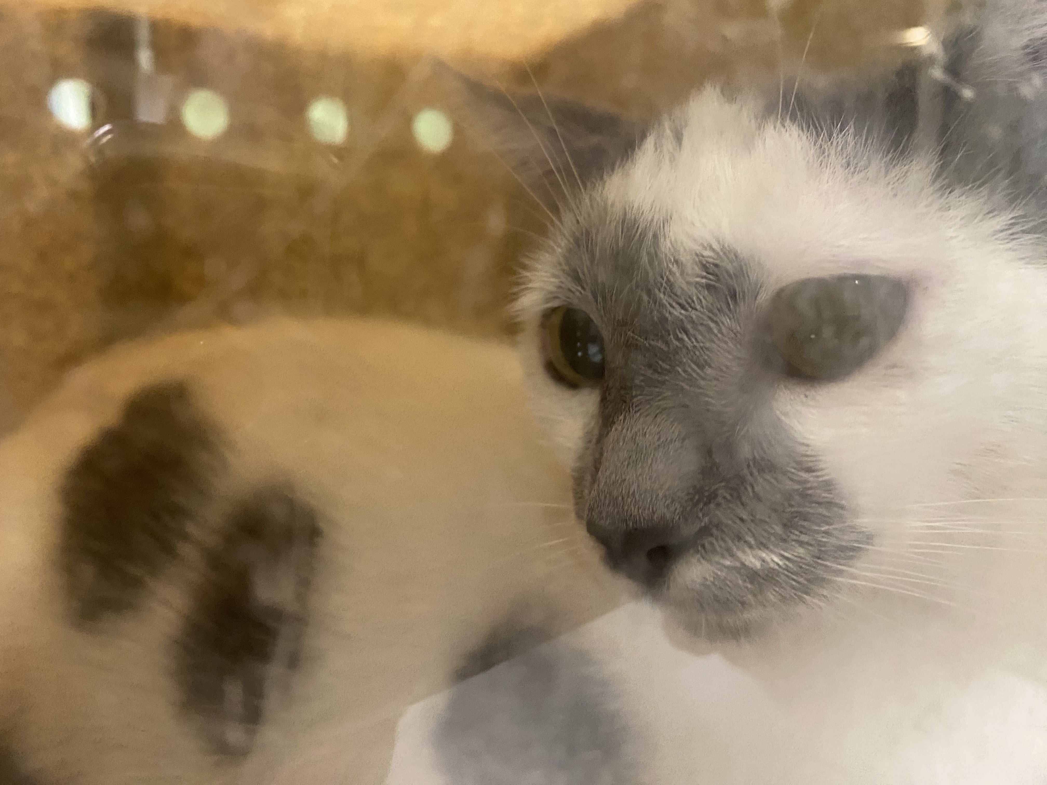 Shelter Stray Unknown Cat last seen , 1850 W 60th St, Los Angeles, CA 90047, USA