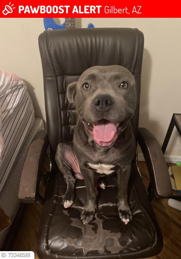 Lost Male Dog last seen Near a grass patch, Gilbert, AZ 85295