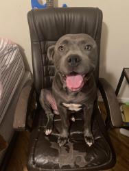 Lost Male Dog last seen Near a grass patch, Gilbert, AZ 85295