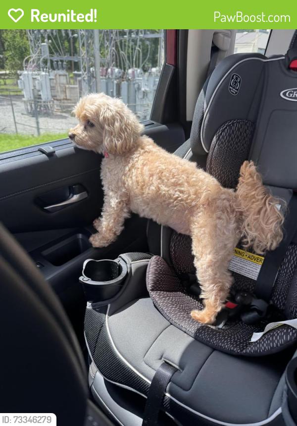 Reunited Female Dog last seen Settlers Landing s, , NC 27249