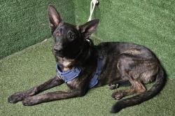Shelter Stray Male Dog last seen , 5210 W Ave I, Lancaster, CA 93536, USA
