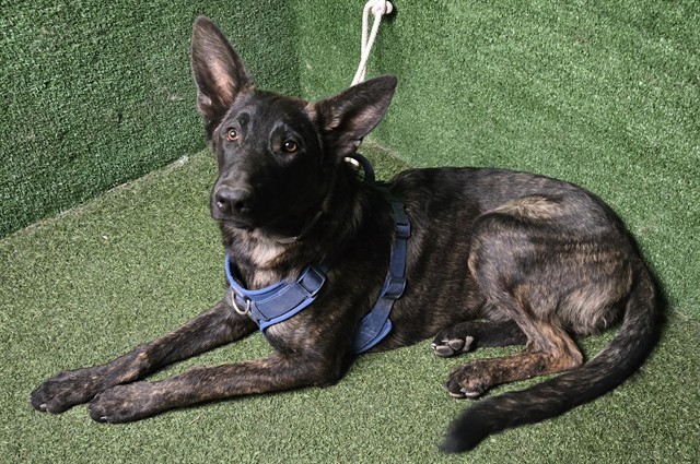 Shelter Stray Male Dog last seen , 5210 W Ave I, Lancaster, CA 93536, USA