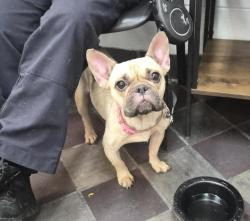 Shelter Stray Female Dog last seen Near Broadway, BRONX, NY, 10463, 326 E 110th St, New York, NY 10029, USA