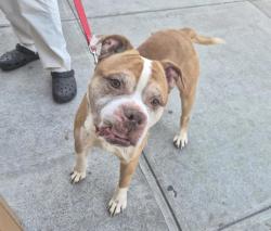 Shelter Stray Male Dog last seen Park Ave & E 115th St, NEW YORK, NY, 10029, 326 E 110th St, New York, NY 10029, USA