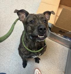 Shelter Stray Male Dog last seen Apt 1C,3617 White Plains Road, BRONX, NY, 10467, 326 E 110th St, New York, NY 10029, USA