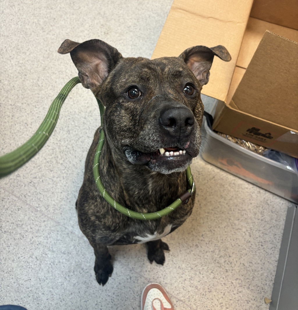 Shelter Stray Male Dog last seen Apt 1C,3617 White Plains Road, BRONX, NY, 10467, 326 E 110th St, New York, NY 10029, USA