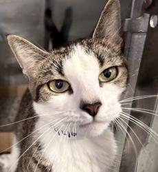 Shelter Stray Female Cat last seen Apt 4A,3044 Albany Crescent, BRONX, NY, 10463, 326 E 110th St, New York, NY 10029, USA