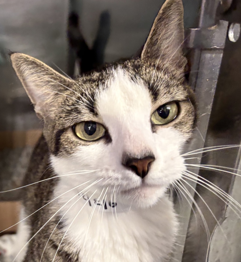 Shelter Stray Female Cat last seen Apt 4A,3044 Albany Crescent, BRONX, NY, 10463, 326 E 110th St, New York, NY 10029, USA