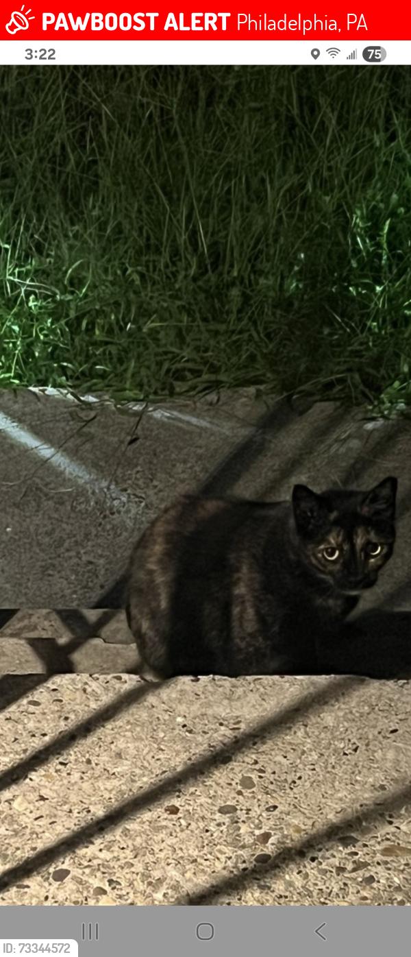 Lost Female Cat last seen Minden rd and Medford Rd, Philadelphia, PA 19154