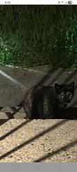 Lost Female Cat last seen Minden rd and Medford Rd, Philadelphia, PA 19154