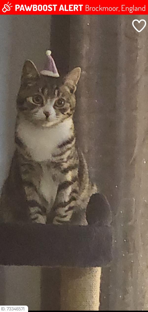 Lost Male Cat last seen Crescent, lane, Brockmoor, England 