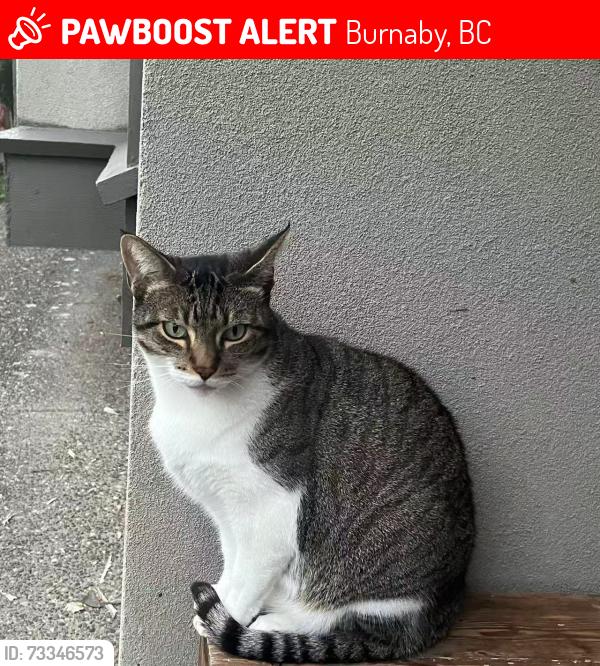 Lost Male Cat last seen Bryant Street and Waltham Ave in Burnaby, Burnaby, BC 