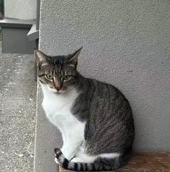 Lost Male Cat last seen Bryant Street and Waltham Ave in Burnaby, Burnaby, BC 